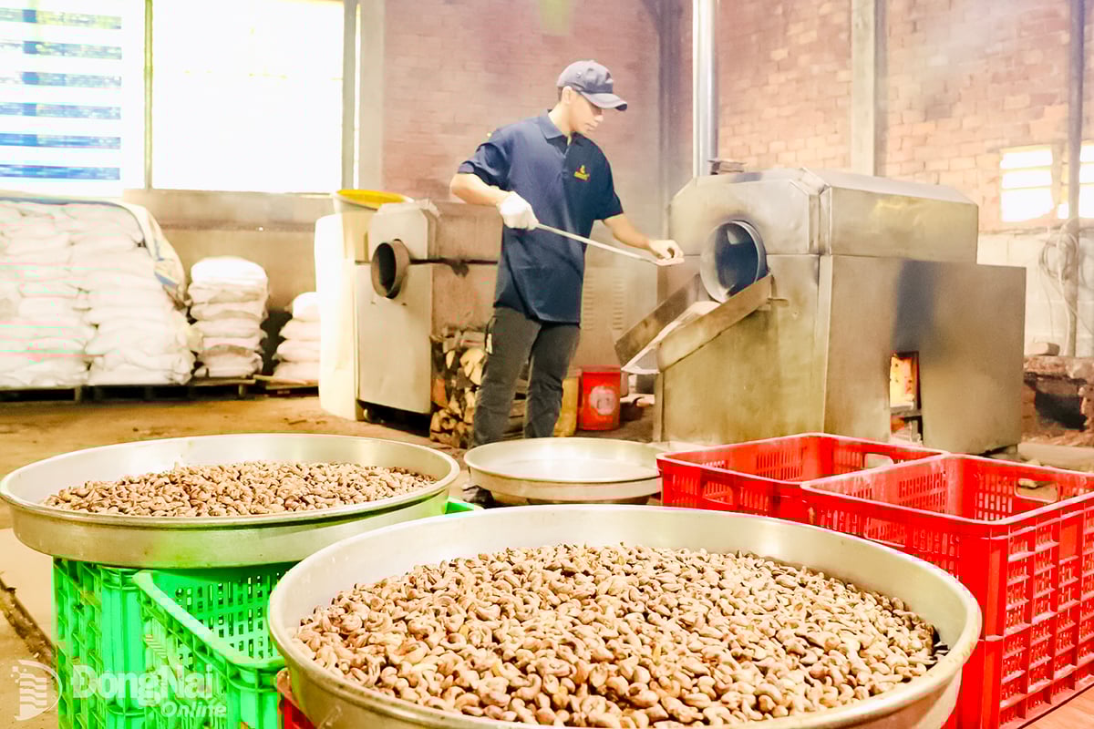Verarbeitungsprozess von holzgerösteten Cashewnüssen bei der Hoang Phu Cashew Company Ltd., Gemeinde Loc Tan. Foto: Binh Nguyen