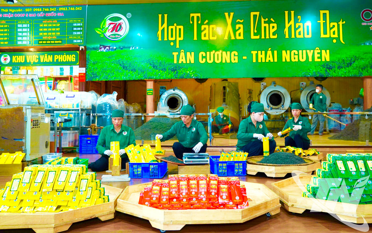 Kvinnliga arbetare står för 60–70 % på Hao Dat Tea Cooperative (Tan Cuong kommun).