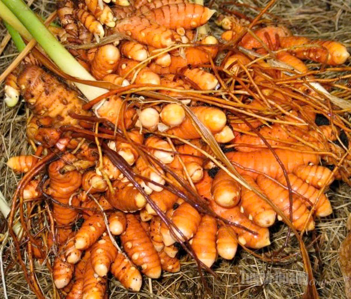 Açafrão fresco antes de ser processado para obtenção de amido de cúrcuma.