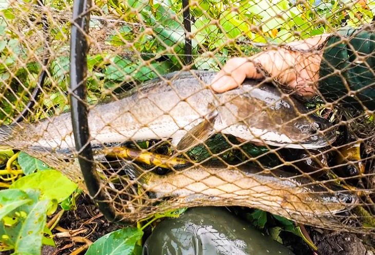 Dân miền Tây cười sảng khoái vì đặt lờ, kéo lưới rùng mùa nước nổi dính nhiều cá đồng - Ảnh 2.
