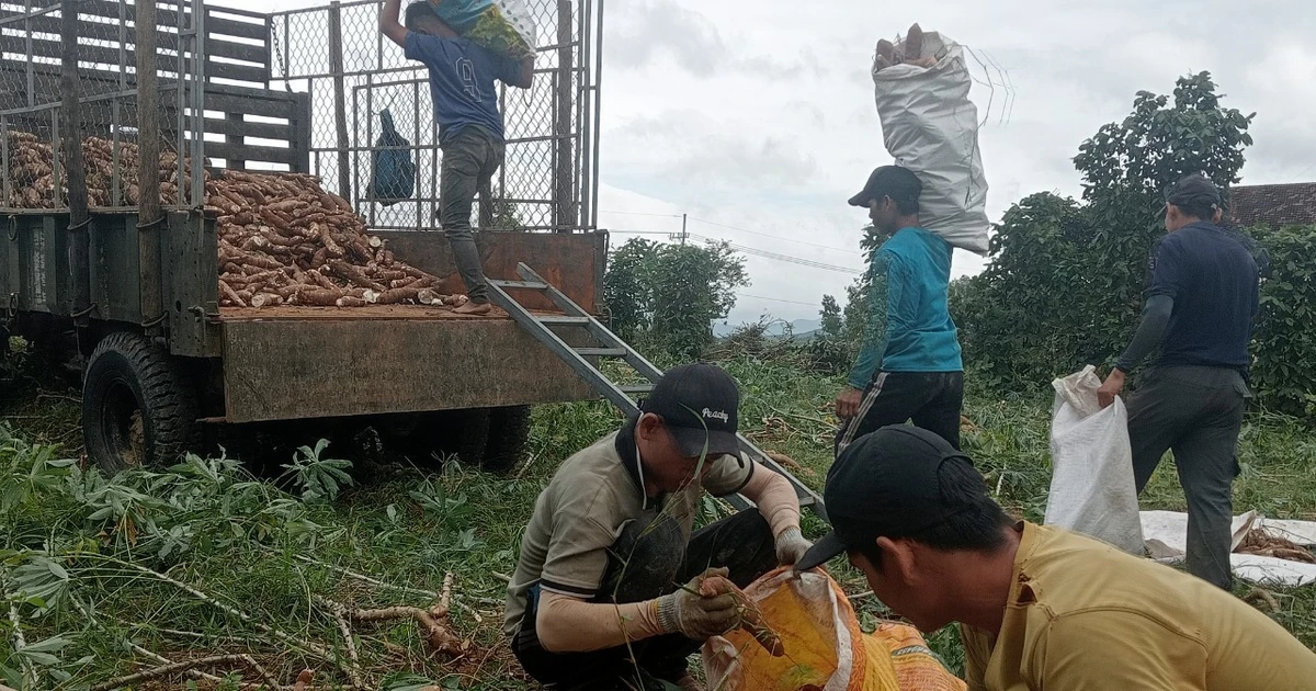 Doanh nghiệp tăng thu mua, tỉnh định hướng phát triển bền vững