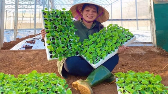 Dfarm - nơi những mùa ngọt lớn lên từ nông nghiệp tử tế