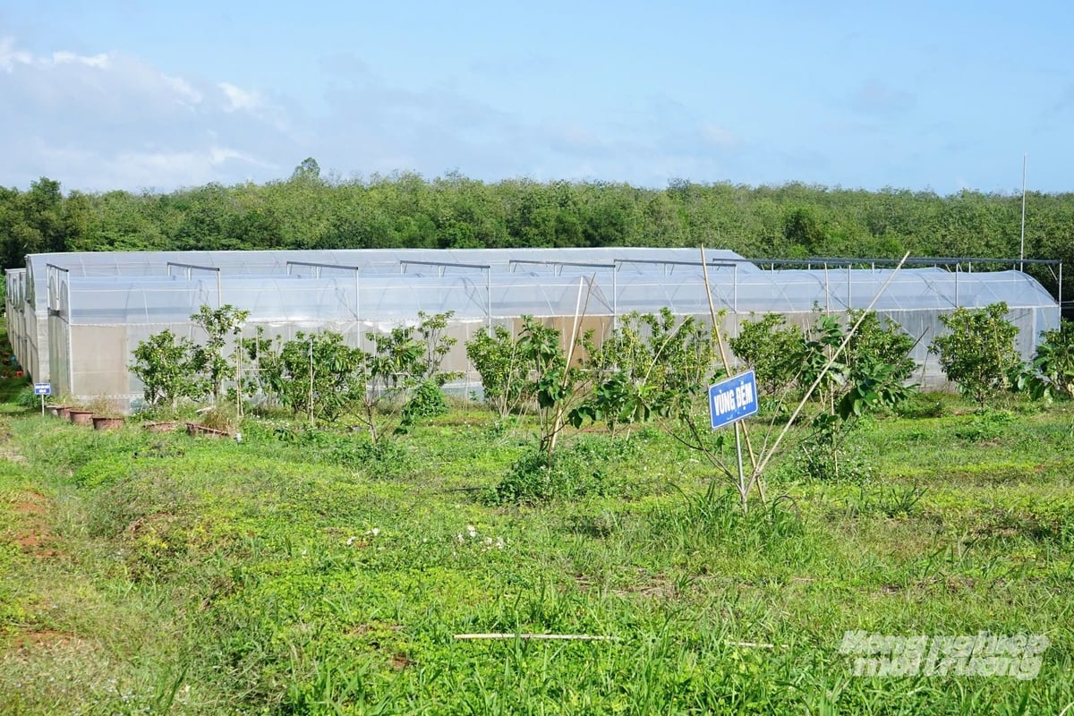 Dfarm 농장은 3헥타르 규모의 캠퍼스에 건설되었습니다. 사진: Vo Dung. Nông trại Dfarm được xây dựng trong khuôn viên rộng 3ha. Ảnh: Võ Dũng.