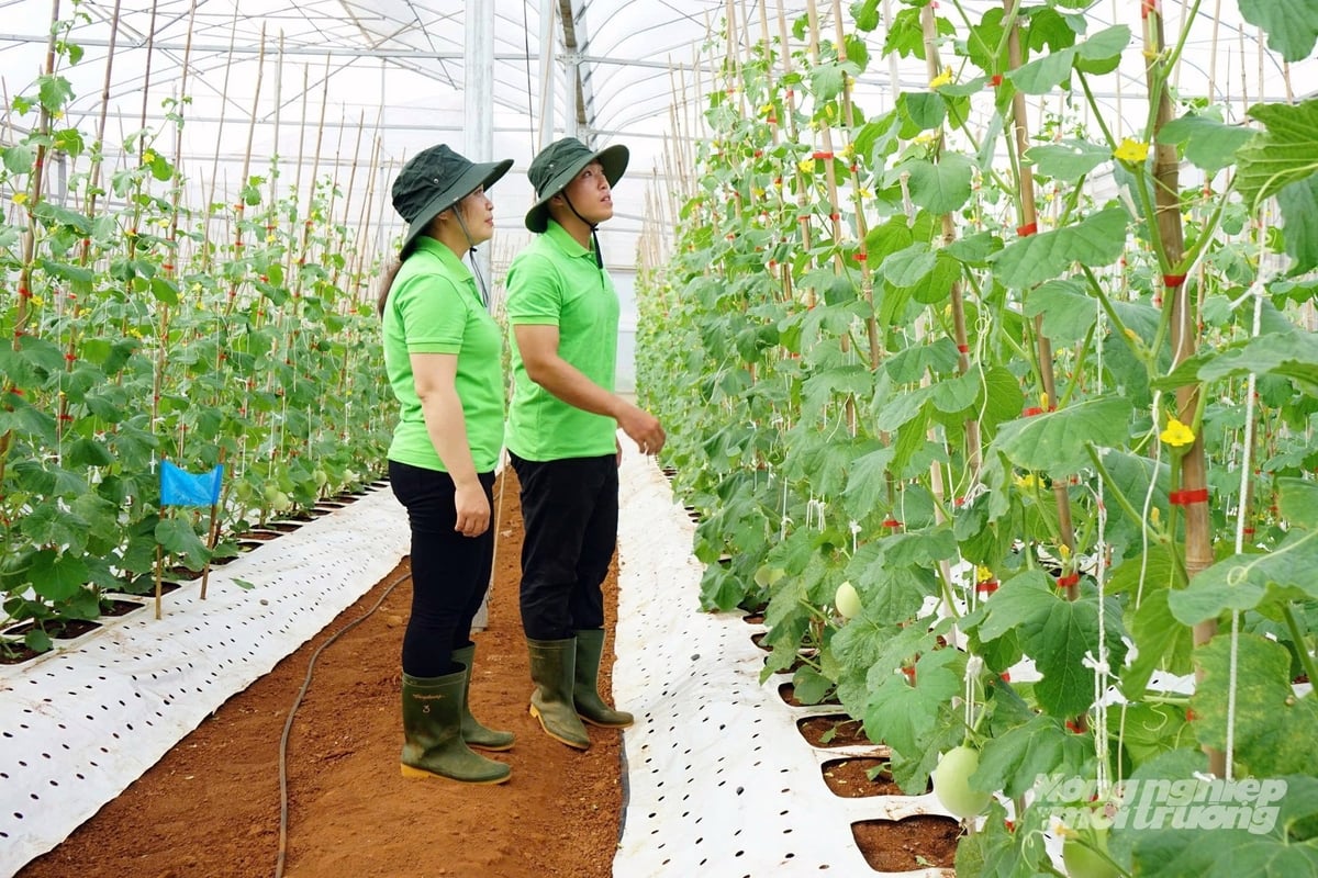Dfarm 농장은 8명의 근로자에게 일자리를 창출했는데, 이들 대부분은 양질의 농업에 대한 열정을 가진 농업 엔지니어입니다. 사진: Vo Dung. Nông trại Dfarm tạo công ăn việc làm cho 8 lao động, đa phần là những kỹ sư nông nghiệp đam mê nông nghiệp tử tế. Ảnh: Võ Dũng.