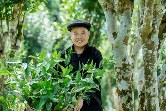 Herr Nguyen Ngoc Pho har varit engagerad i Shan Tuyet-teträden i mer än 10 år och har tagit fram varumärket Tuyen-te. Foto: Dao Thanh. Ông Nguyễn Ngọc Phố hơn 10 năm gắn bó với cây chè Shan tuyết và nâng tầm thương hiệu chè xứ Tuyên. Ảnh: Đào Thanh.