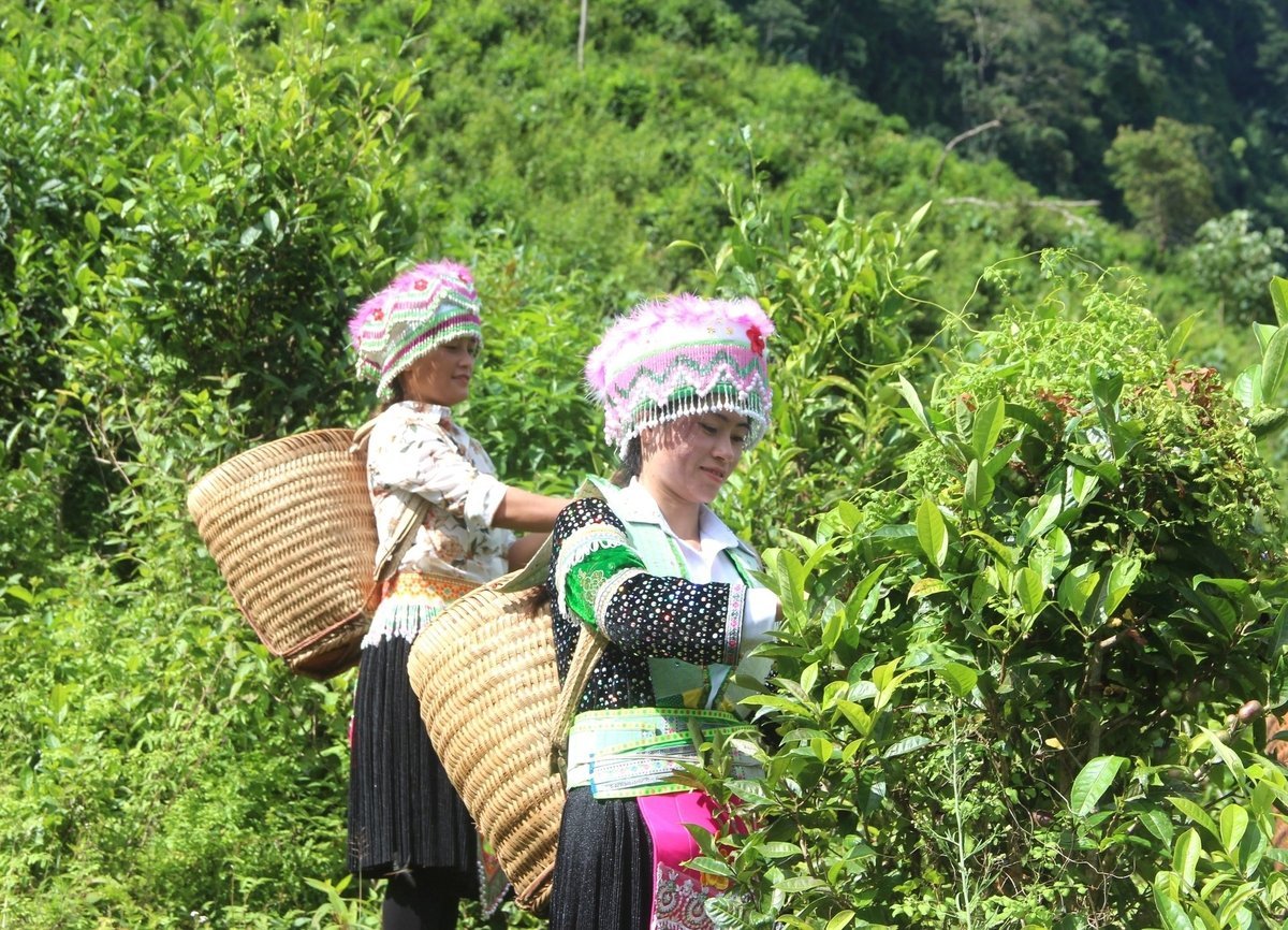Shan Tuyet-teträd har bidragit till att ge ett välmående liv till Mong-, Tay- och Dao-folket ... i Hong Thai-kommunen i Tuyen Quang-provinsen. Foto: Dao Thanh. Cây chè Shan tuyết đã góp phần mang lại cuộc sống ấm no cho đồng bào người Mông, Tày, Dao... ở xã Hồng Thái, tỉnh Tuyên Quang. Ảnh: Đào Thanh.