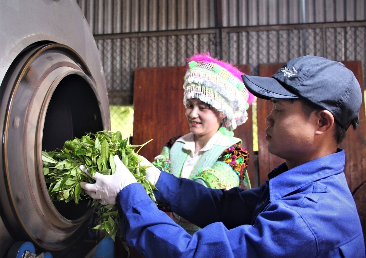För närvarande har Son Tra Cooperative fyra OCOP-stjärniga teprodukter. Foto: Dao Thanh. Hiện nay HTX Sơn Trà có 4 sản phẩm trà đạt sao OCOP. Ảnh: Đào Thanh.