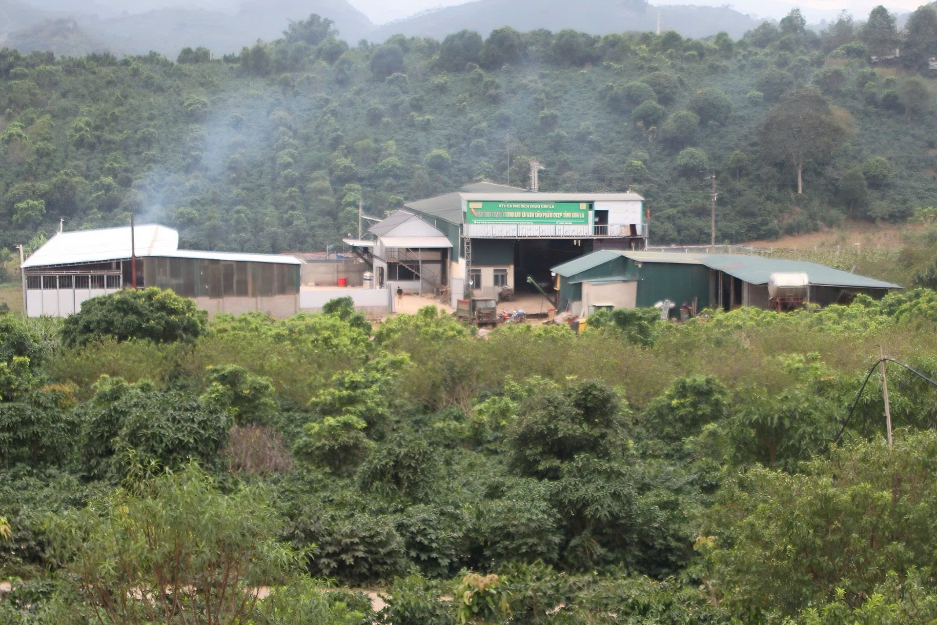 Bich Thao Coffee Cooperatives kaffefabrik ligger mitt i ett stort område för Arabica-råvara. Foto: Nguyen Nga. Nhà máy chế biến cà phê của HTX Cà phê Bích Thao nằm giữa vùng nguyên liệu Arabica rộng lớn. Ảnh: Nguyễn Nga.