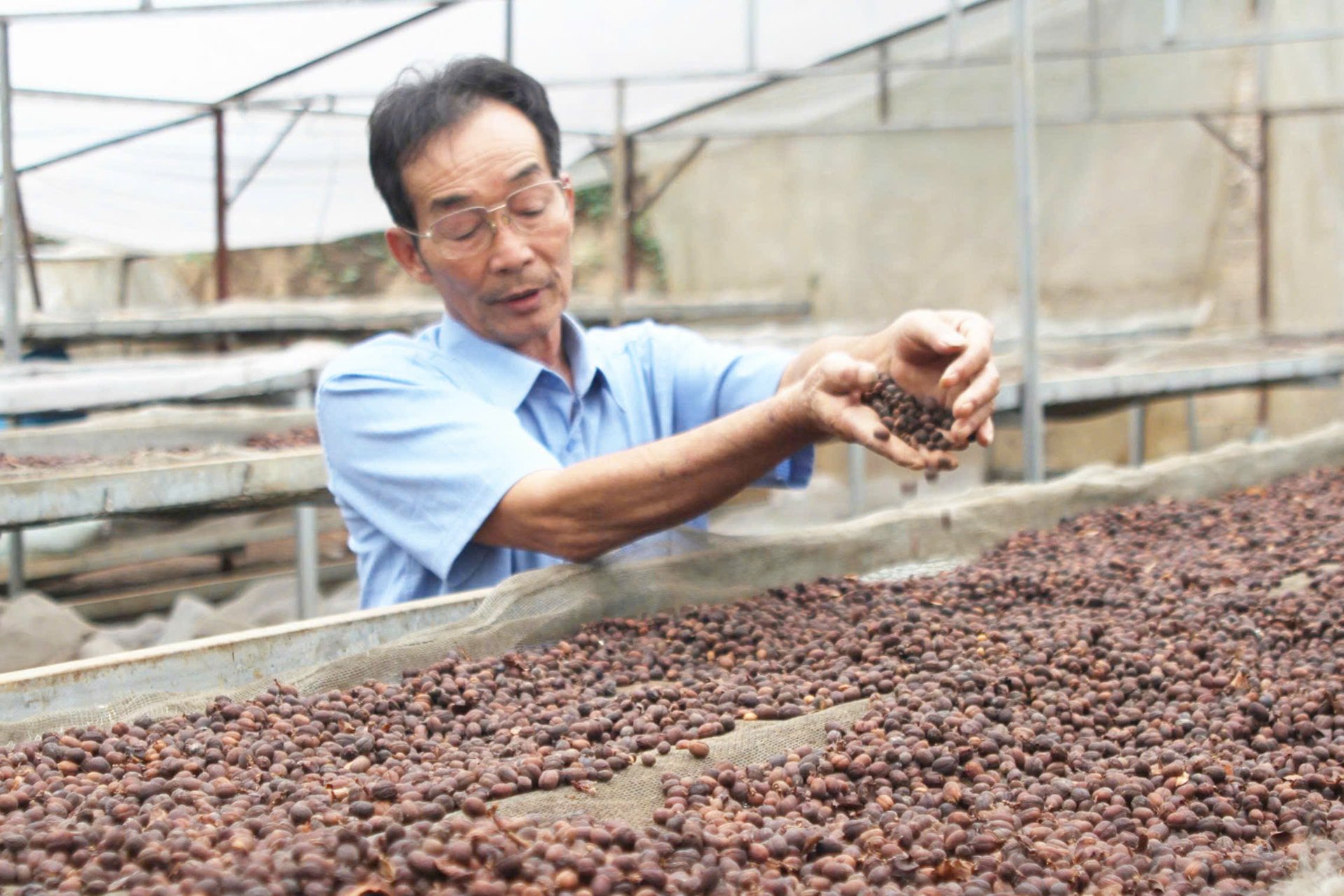 Herr Nguyen Xuan Thao kontrollerar kaffebönornas kvalitet i kooperativets växthus. Foto: Nguyen Nga. Ông Nguyễn Xuân Thao kiểm tra chất lượng hạt cà phê tại khu nhà kính của HTX. Ảnh: Nguyễn Nga.