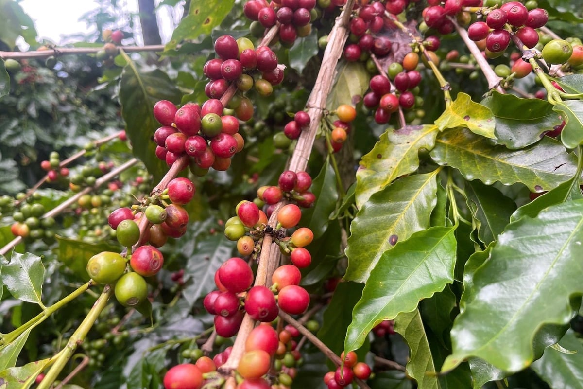 Bich Thao Coffee Cooperative har 16 hektar kaffe som har erkänts för att minska utsläpp enligt VietFarms standarder. Foto: Nguyen Nga. HTX Cà phê Bích Thao có 16 ha cà phê đã được công nhận giảm phát thải theo tiêu chuẩn VietFarm. Ảnh: Nguyễn Nga.