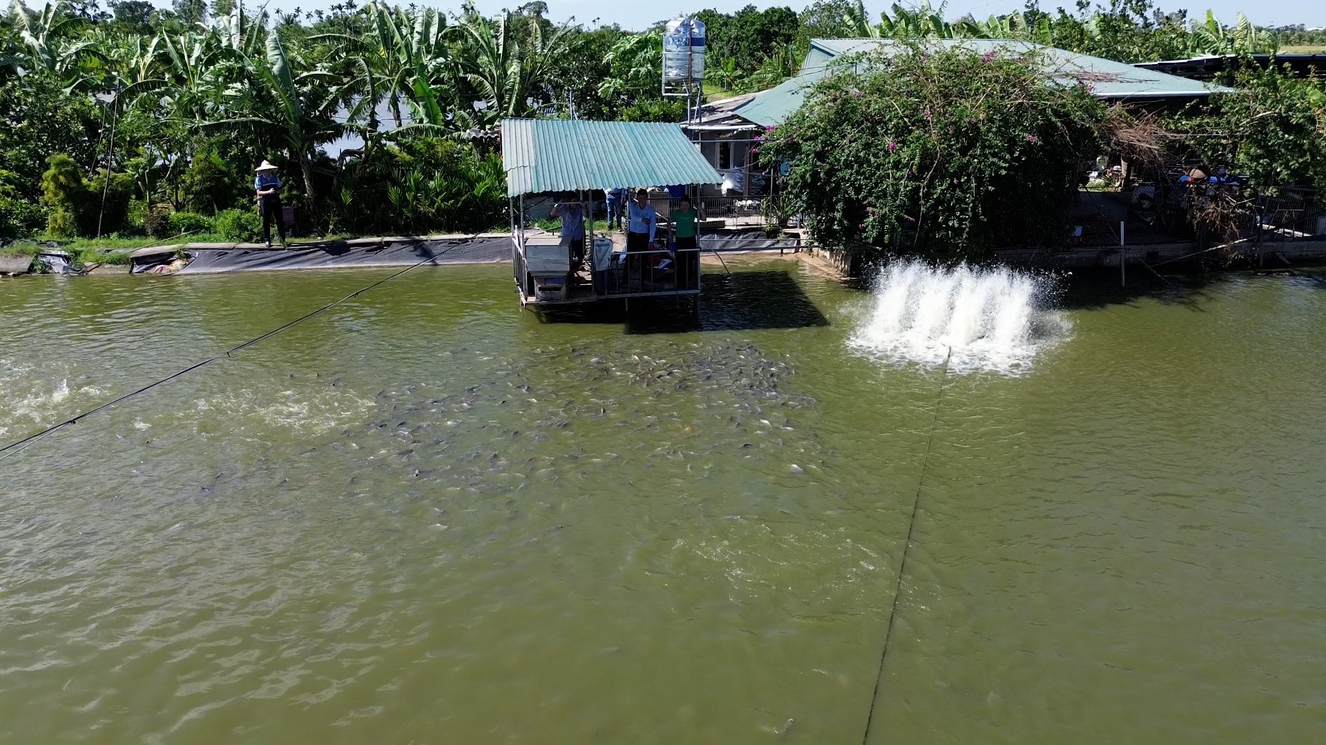 نرخ رشد آبزیپروری در جهان طی چند دهه گذشته چشمگیر بوده است. عکس: Duy Hoc. Tốc độ tăng trưởng của nuôi trồng thủy sản trên thế giới trong vài thập kỷ qua là hết sức ấn tượng. Ảnh: Duy Học.