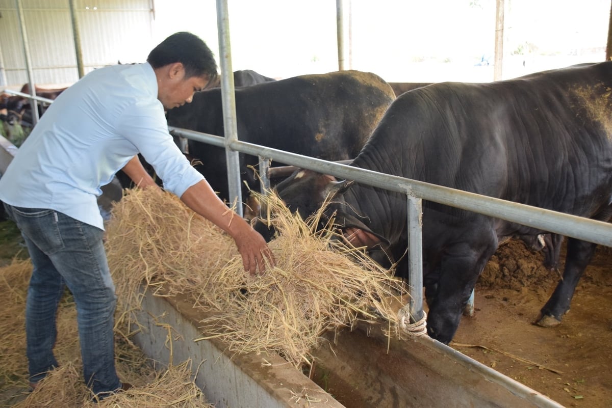 빈딘성(구)의 소 떼는 BBB 품종과 드로마스터 품종과 빠르게 교배되었습니다. 사진: V.D.T. Đàn bò ở tỉnh Bình Định (cũ) nhanh chóng được lai tạo các giống BBB và Droughmaster. Ảnh: V.Đ.T.