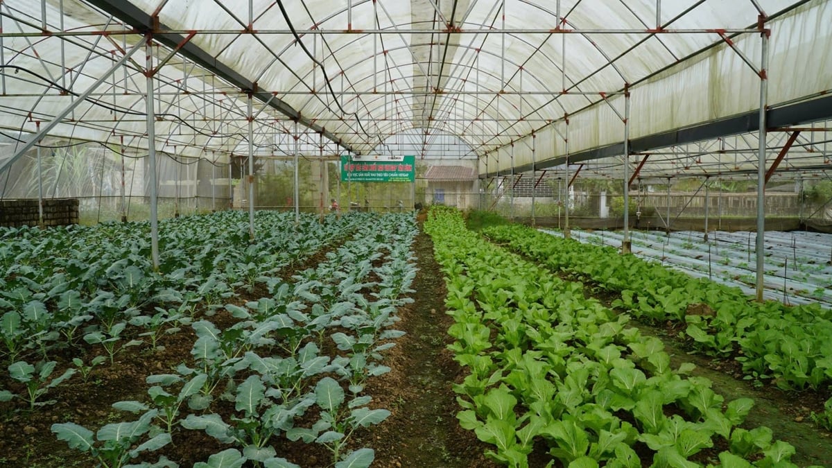 ប៉ុន្តែគ្រែបន្លែមានពណ៌បៃតងនិងខៀវស្រងាត់នៅក្នុងផ្ទះកញ្ចក់។ រូបថត៖ ឌឹក ប៊ិញ។ Nhưng luống rau xanh tốt trong nhà màng. Ảnh: Đức Bình.