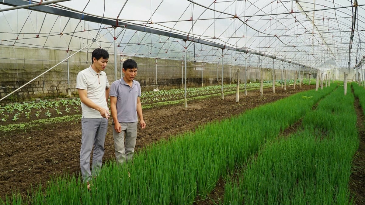 ក្រៅពីការដាំស្ពៃក្តោប និងត្រសក់ សហករណ៍បន្លែ Tan Binh ក៏ដាំខ្ទឹមបារាំងផងដែរ។ រូបថត៖ ឌឹក ប៊ិញ។ Ngoài trồng rau cải, dưa chuột, Tổ hợp tác rau Tân Bình còn trồng thêm hành. Ảnh: Đức Bình.