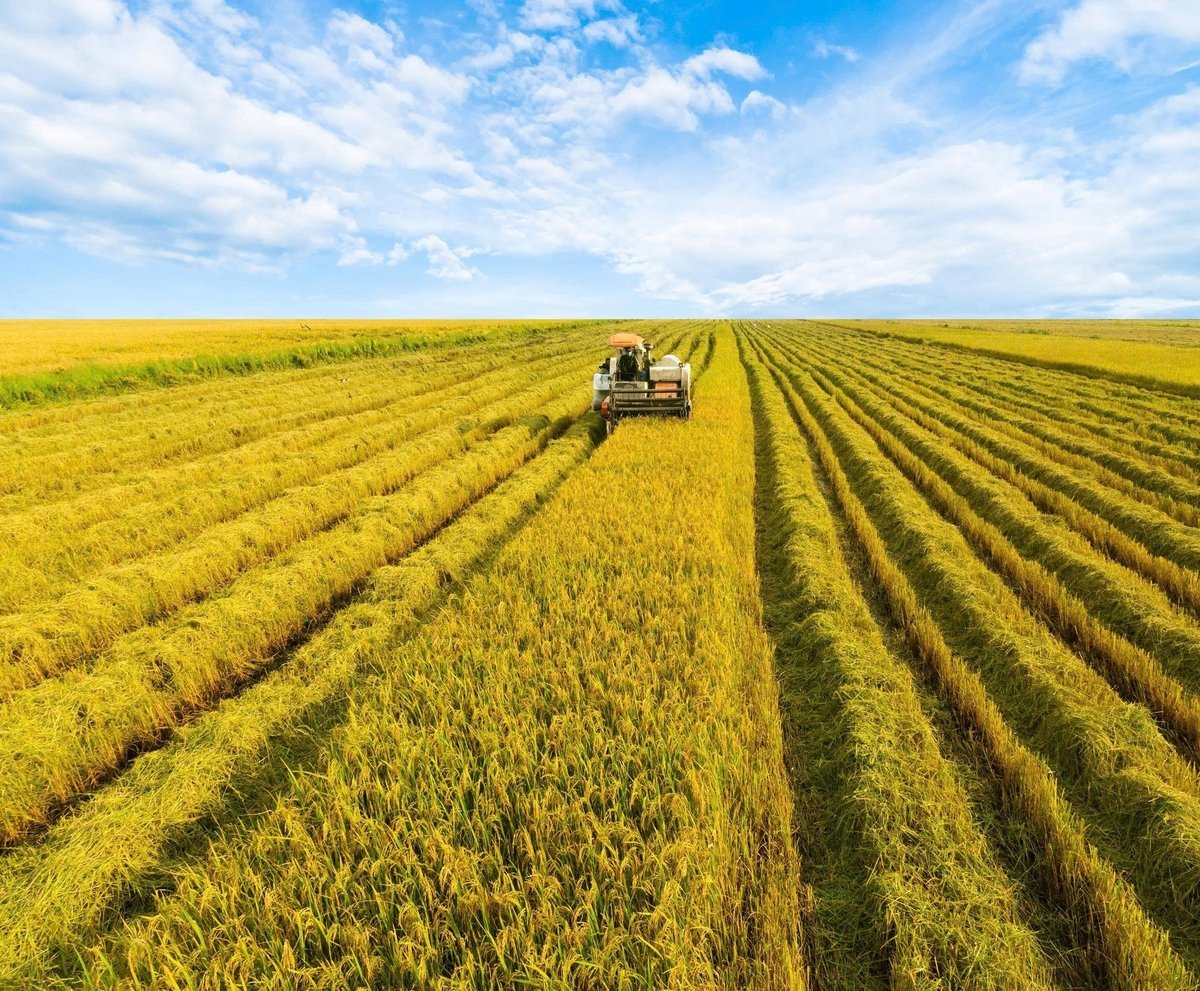 កសិកម្មមានការរីកចម្រើនយ៉ាងអព្ភូតហេតុបន្ទាប់ពី 80 ឆ្នាំនៃការអភិវឌ្ឍន៍។ រូបថត៖ ថៃ ប៊ិញ។