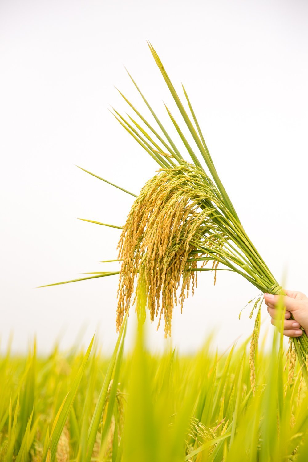 អព្ភូតហេតុនៃឧស្សាហកម្មកសិកម្ម៖ ពីប្រទេសដែលមានការខ្វះខាតស្បៀងអាហារ វៀតណាមបានក្លាយជាមហាអំណាចនាំចេញអង្ករ។ រូបថត៖ PAN ។