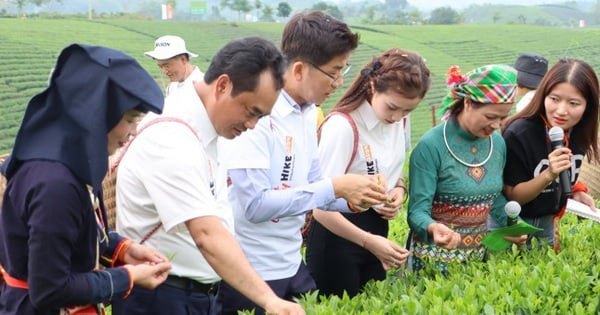 Trà Thái Nguyên – Khi di sản bước ra thế giới