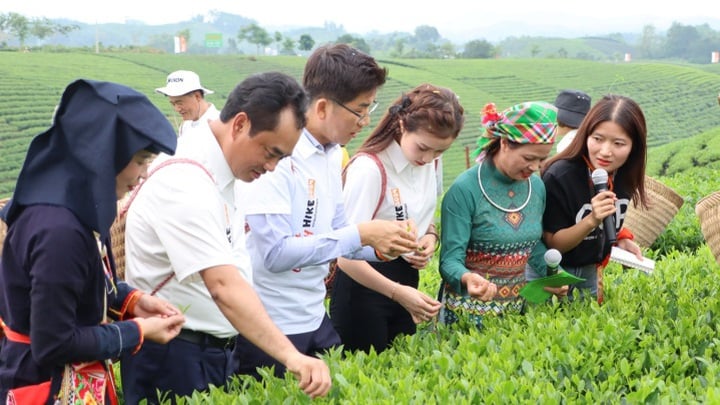 Thai Nguyen-te – Når kulturarven trer ut i verden – Bilde 1. Trà Thái Nguyên – Khi di sản bước ra thế giới- Ảnh 1.