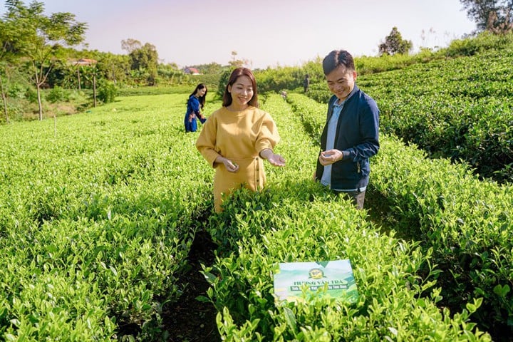 Thai Nguyen-te – Når kulturarven trer ut i verden – Bilde 2. Trà Thái Nguyên – Khi di sản bước ra thế giới- Ảnh 2.