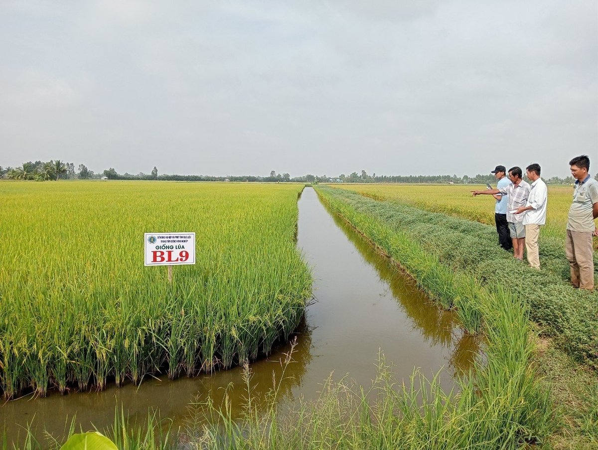 BL9 rice variety is effectively adapted to rice-shrimp farming areas in Ca Mau. Photo: Trong Linh. Giống lúa BL9 thích nghi hiệu quả ở vùng lúa - tôm tại Cà Mau. Ảnh: Trọng Linh.
