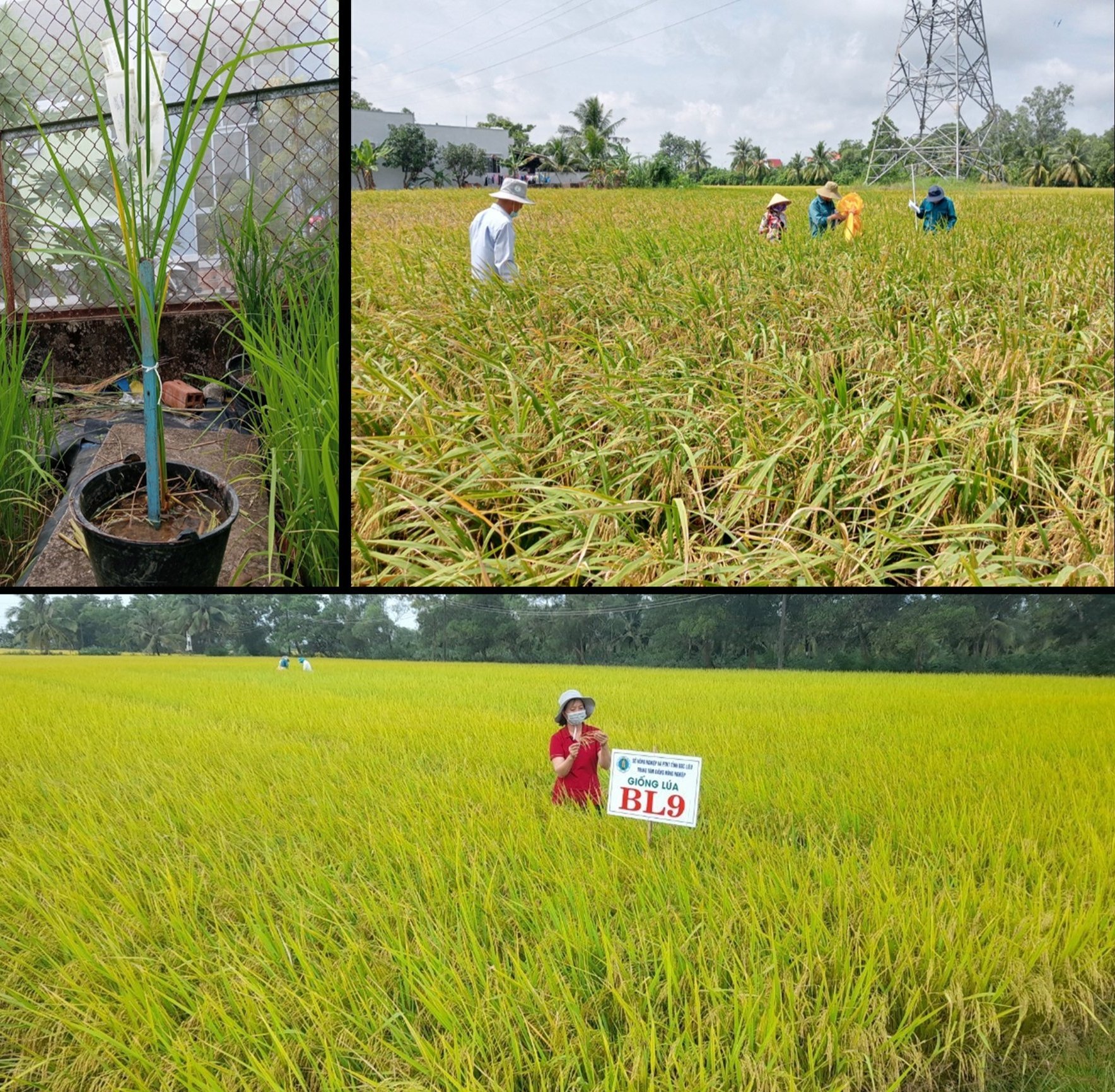Ca Mau's agricultural sector has affirmed its ability to produce high-quality rice varieties that are resistant to pests and diseases and adaptable to local ecological conditions. Photo: Trong Linh. Ngành nông nghiệp Cà Mau đã khẳng định khả năng tự chủ những giống lúa chất lượng cao, chống chịu sâu bệnh tốt và thích ứng với điều kiện sinht thái địa phương. Ảnh: Trọng Linh.