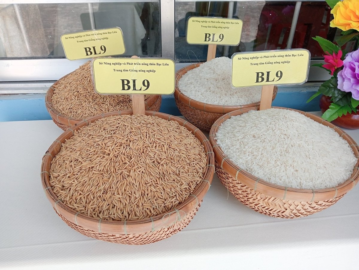 BL9 rice is highly appreciated by consumers. Photo: Trong Linh. Gạo BL9 được người tiêu dùng đánh giá cao. Ảnh: Trọng Linh.