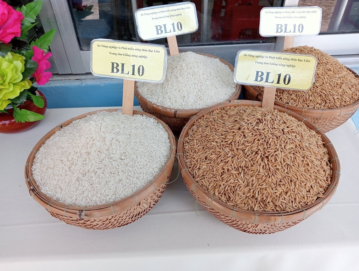 Besides BL9, Ca Mau Agricultural Seed Center is also researching and testing BL10 rice variety. BL10 rice is highly appreciated by experts for its quality. Photo: Trong Linh. Bên cạnh BL9, Trung tâm Giống nông nghiệp Cà Mau cũng đang nghiên cứu, khảo nghiệm giống lúa BL10. Gạo BL10 được giới chuyên môn đánh giá cao về chất lượng. Ảnh: Trọng Linh.