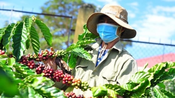 UNDP và ISPAE ra mắt Sổ tay Kinh tế tuần hoàn trong sản xuất cà phê