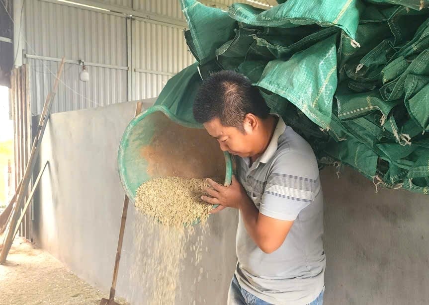 Para ter sucesso na agricultura e no cultivo de arroz, o segredo do Sr. Hung é compreender, amar verdadeiramente os campos e ter um profundo apego a eles. Na foto, o Sr. Hung utiliza métodos tradicionais para avaliar a produtividade da safra de verão-outono de 2025. Foto: Dinh Muoi. Để thành công với nông nghiệp, với cây lúa, bí quyết của anh Hùng là phải am hiểu, thực sự yêu ruộng đồng và phải thực sự gắn bó. Trong ảnh là anh Hùng trực tiếp dùng phương pháp truyền thống để đánh giá năng suất lúa vụ Mùa 2025. Ảnh: Đinh Mười.