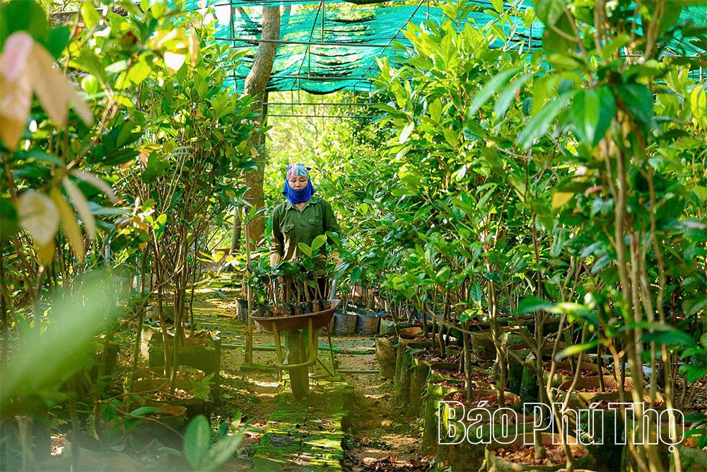 الجيل Z يزرع الذهب على الجبل