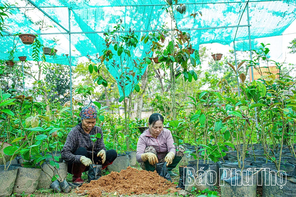 الجيل Z يزرع الذهب على الجبل