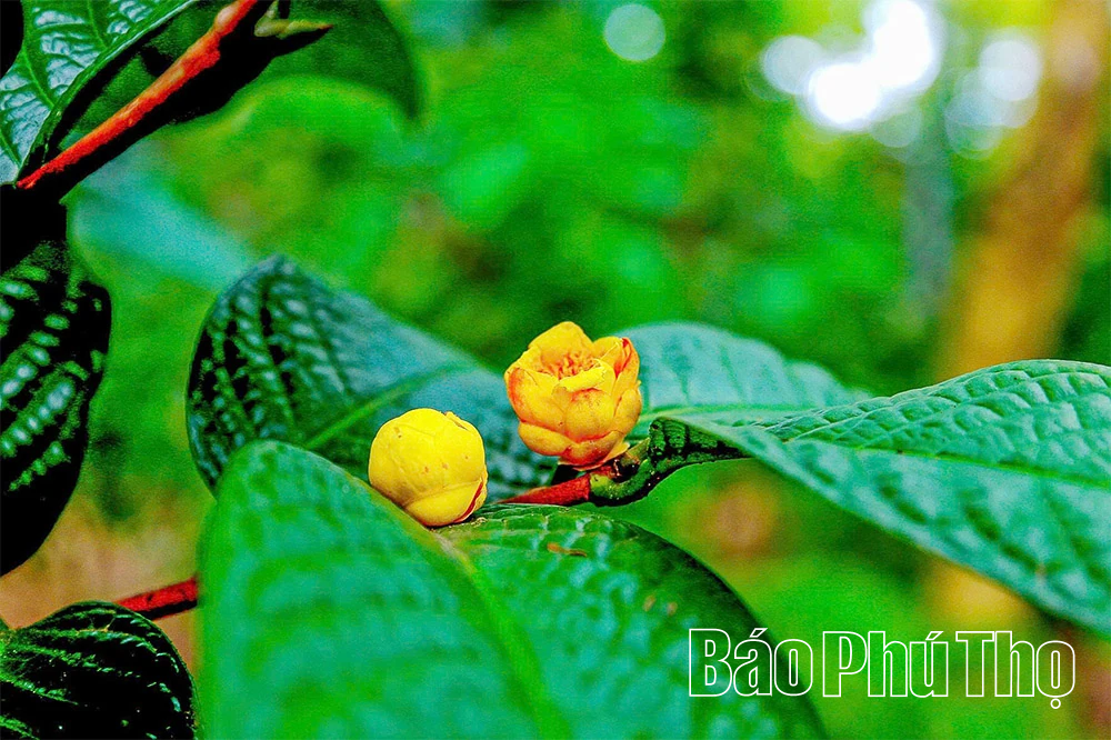 الجيل Z يزرع الذهب على الجبل