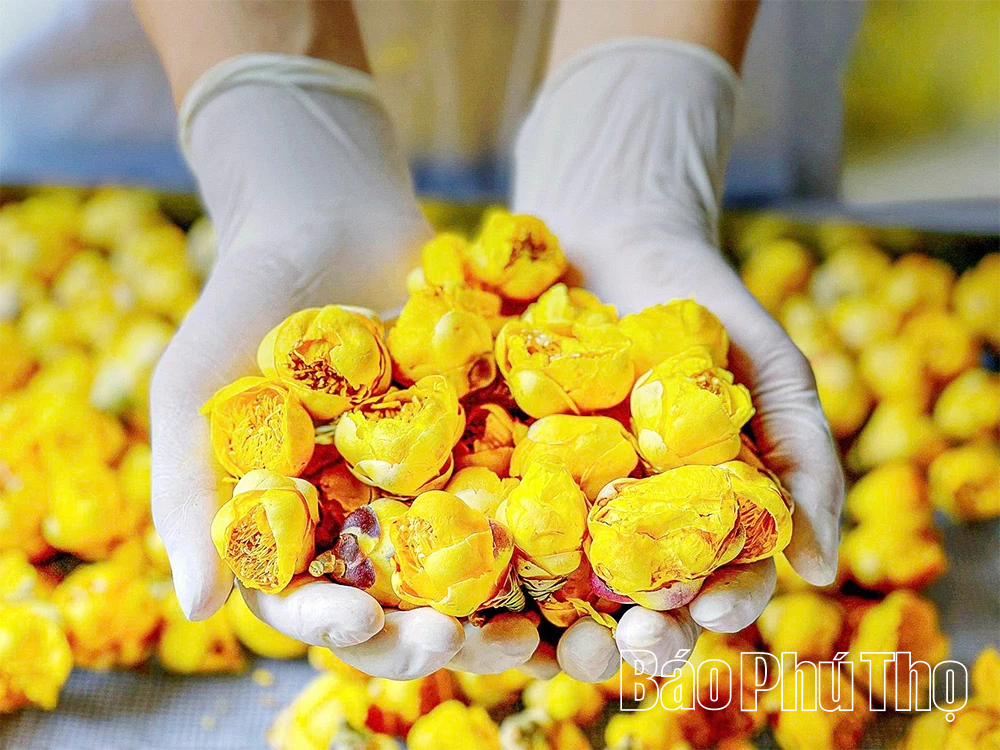 الجيل Z يزرع الذهب على الجبل