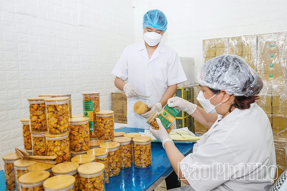 الجيل Z يزرع الذهب على الجبل