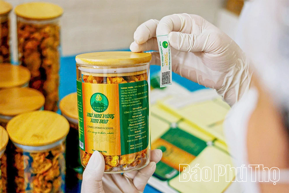 الجيل Z يزرع الذهب على الجبل