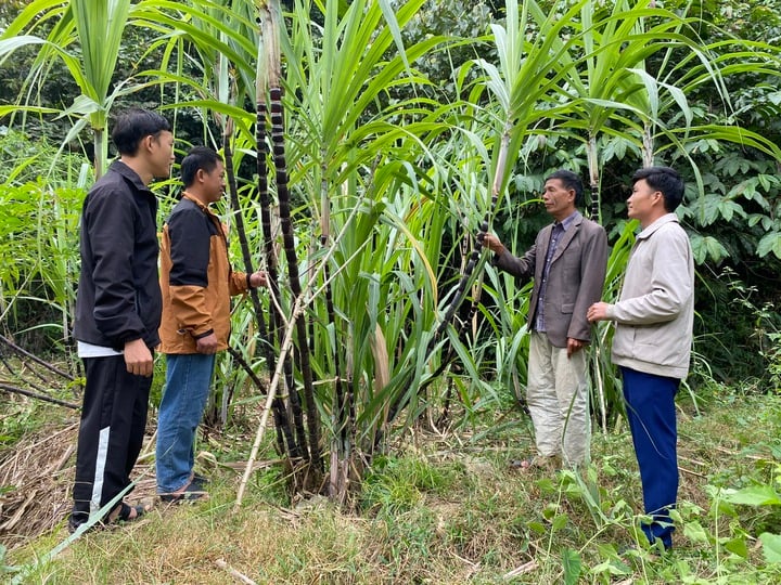 Khổng Lào (Lào Cai) đẩy mạnh ứng dụng khoa học, kỹ thuật, tạo chuyển biến trong giảm nghèo và xây dựng nông thôn mới- Ảnh 1.