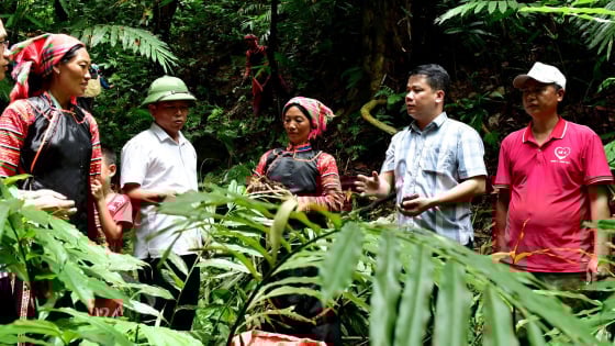 Trồng dược liệu dưới tán rừng nâng cao thu nhập, giảm áp lực khai thác gỗ