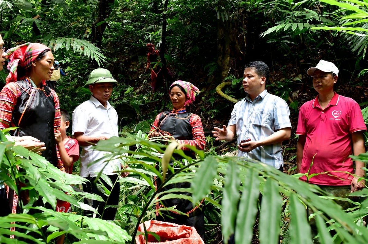 مردم از جنگلها محافظت میکنند زیرا گیاهان دارویی منبع درآمد پایداری را فراهم میکنند. عکس: ون تام. Người dân giữ rừng vì cây dược liệu mang lại nguồn thu nhập ổn định. Ảnh: Vạn Tâm.
