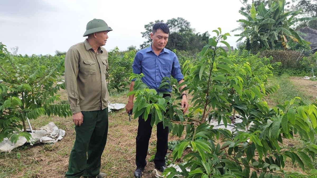Tjänstemän från Quang Ninh Agricultural Extension Center utbildar människor i Dam Ha-kommunen i tekniker för odling av vaniljsåsäpplen. Foto: Nguyen Thanh. Cán bộ Trung tâm Khuyến nông Quảng Ninh tập huấn kỹ thuật trồng na cho bà con xã Đầm Hà. Ảnh: Nguyễn Thành.