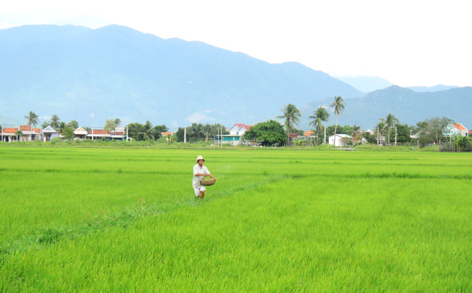 Farmers in Van Ninh commune take care of the rice crop.