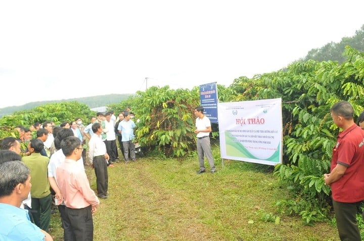Lam Dong-kaffe är skyddat av geografisk beteckning, vilket bekräftar dess position som en viktig jordbruksprodukt - Foto 1.