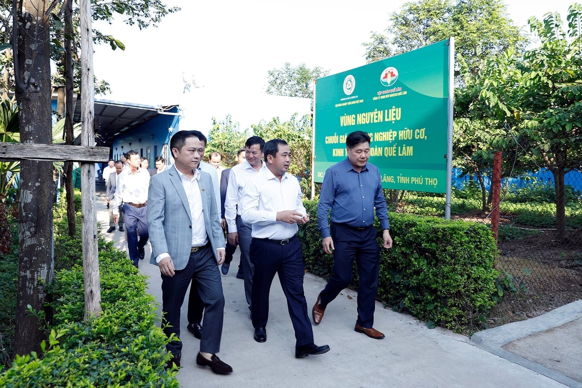 Besøker råvareområdet i den økologiske landbruksverdikjeden og sirkulærøkonomien til Que Lam Group. Foto: Khuong Trung. Thăm vùng nguyên liệu chuỗi giá trị nông nghiệp hữu cơ, kinh tế tuần hoàn của Tập đoàn Quế Lâm. Ảnh: Khương Trung.