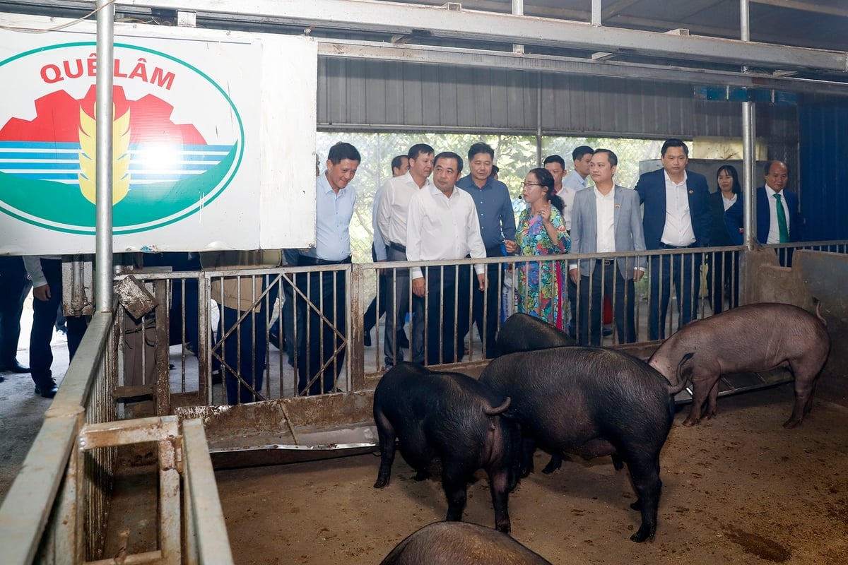 Guilin-gruppens biosikkerhetsmodell for landbruk overvinner afrikansk svinepest. Foto: Khuong Trung. Mô hình chăn nuôi an toàn sinh học của Tập đoàn Quế Lâm vượt qua dịch tả lợn Châu Phi. Ảnh: Khương Trung.