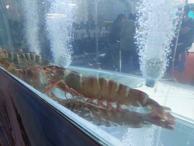 Creveții tigru uriași fac furori la cea de-a doua ediție a Festivalului Crabilor Ca Mau - Fotografia 1. Tôm sú 'khủng' gây sốt Ngày hội cua Cà Mau lần thứ II- Ảnh 1.