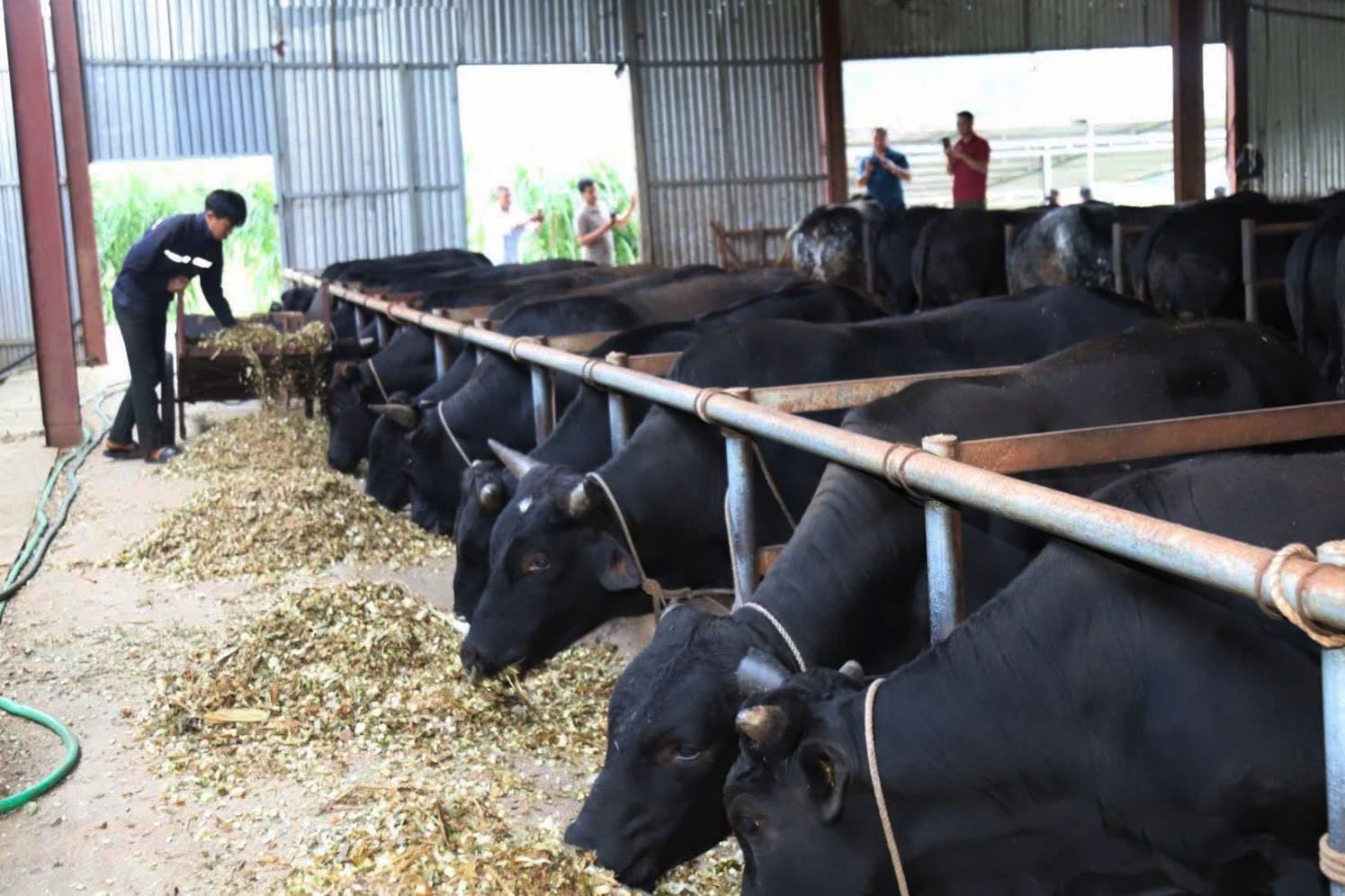 Son La has applied many new breeds and breeding techniques, contributing to improving the productivity and quality of livestock, aiming for sustainable development. Photo: Nguyen Nga. Sơn La đã ứng dụng nhiều giống và kỹ thuật chăn nuôi mới, góp phần nâng cao năng suất, chất lượng đàn vật nuôi, hướng tới phát triển bền vững. Ảnh: Nguyễn Nga.