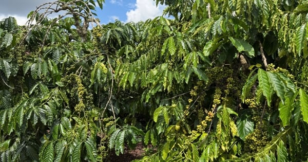 Giá cà phê hôm nay 17/11/2025: Trong nước đi ngang