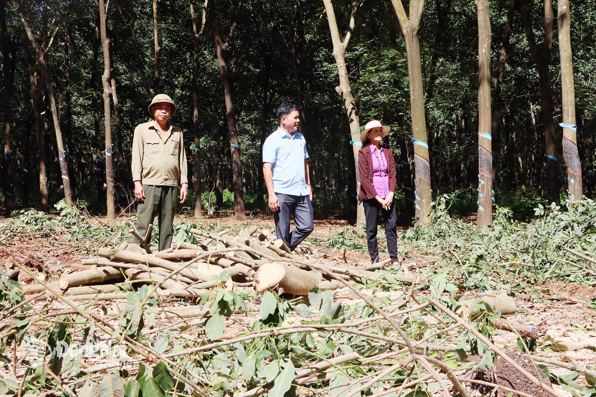 ប្រជាជនឃុំ Dong Tam កាប់ឈើប្រគល់ទីតាំងអនុវត្តគម្រោងផ្លូវល្បឿនលឿនពីជើងទៅត្បូង ភាគខាងលិច Gia Nghia - Chon Thanh។ រូបថត៖ Xuan Tuc