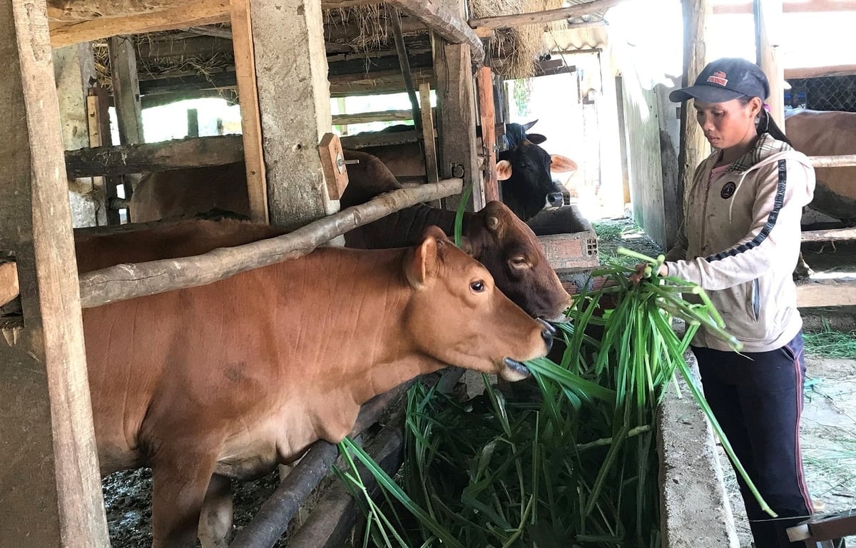 उच्च गुणवत्ता वाले मवेशियों ने बिन्ह दीन्ह प्रांत (अब पूर्वी जिया लाई) में मवेशी पालन उद्योग को स्थिर आय दिलाने में मदद की है। फोटो: वी.डी.टी. Đàn bò chất lượng cao đã giúp ngành chăn nuôi bò ở tỉnh Bình Định (nay là phía đông Gia Lai) có thu nhập ổn định. Ảnh: V.Đ.T.