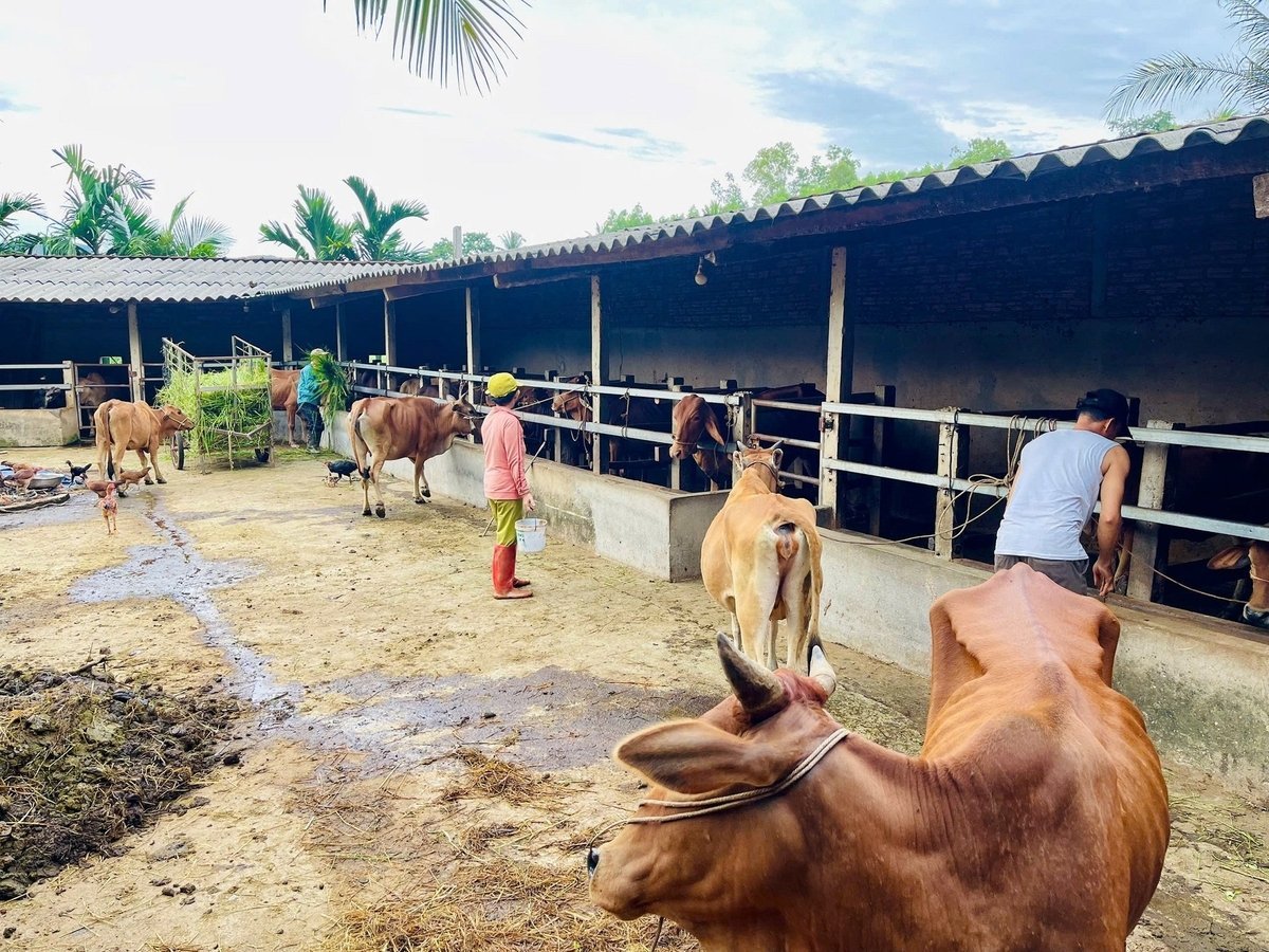 होई एन कम्यून (जिया लाई) में 200-250 गायों वाला यह फार्म मध्य हाइलैंड्स और मध्य वियतनाम के प्रजनकों के लिए प्रजनन गायें उपलब्ध कराने में माहिर है। फोटो: वी.डी.टी. Trang trại bò quy mô 200 - 250 con ở xã Hoài Ân (Gia Lai) chuyên cung cấp bò giống cho người chăn nuôi các tỉnh khu vực miền Trung - Tây Nguyên. Ảnh: V.Đ.T.