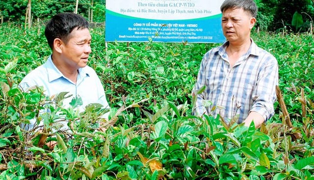 តើអ្វីជាដំណោះស្រាយសម្រាប់ការអភិវឌ្ឍន៍រុក្ខជាតិឱសថនៅភូថូ? - រូបថត ២. Giải pháp nào cho phát triển dược liệu ở Phú Thọ?- Ảnh 2.